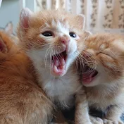 猫猫との暮らし