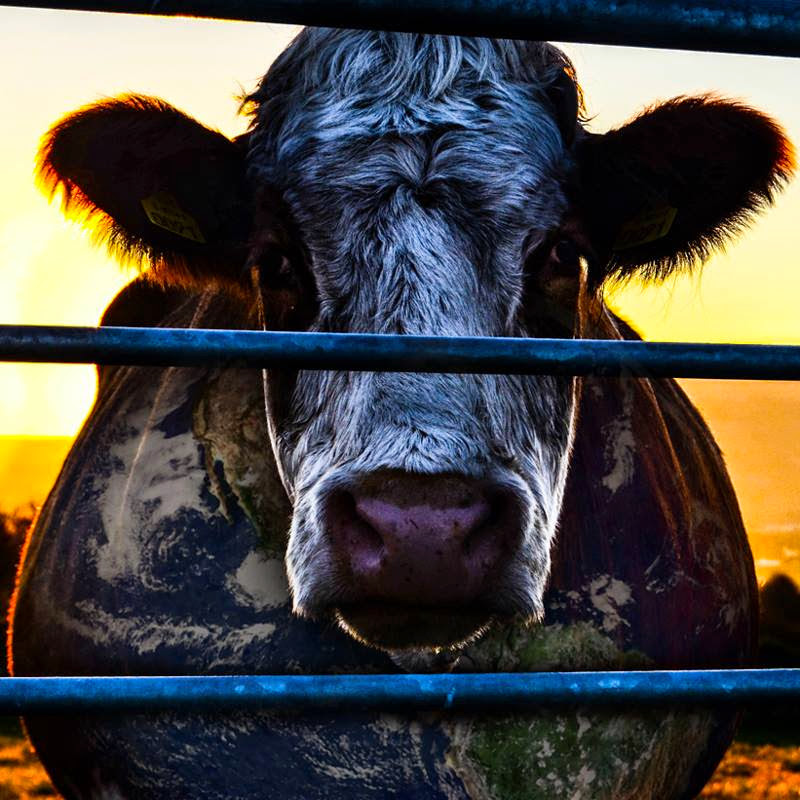 COWSPIRACY: the sustainability secret