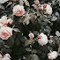 6vuh-r96ybw-channel-avatar-crispies