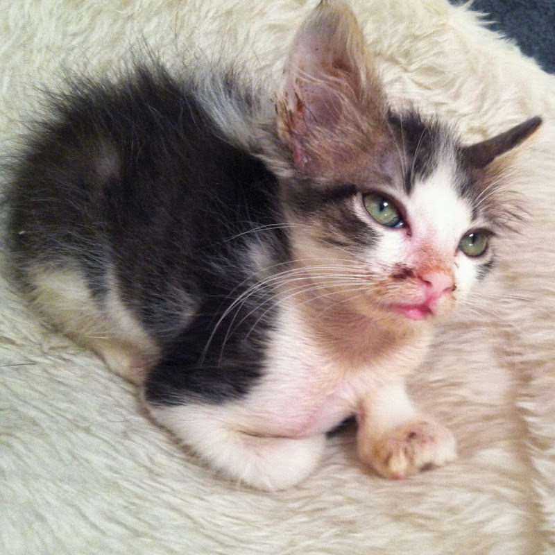Kitten Cuddle Room icon