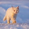 Автор