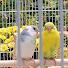 Y8_OvUlSSh4-channel-avatar-Birds and Friends