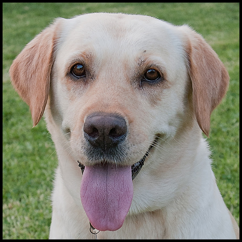 Huka: A Lab's life