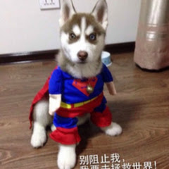 神之代言zアイコン画像