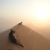 Desertlife hanamomo