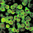 y98IXkPR1Ks-channel-avatar-SDANaegleria