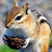 @_gamingsquirrel_