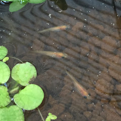 ヘクとメダカアイコン画像