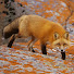 SugmTtKP1tk-channel-avatar-Foxhak27