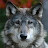 @wolfgrizzer Avatar