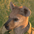 JB-zEFs_dbI-channel-avatar-Nuclear Potato