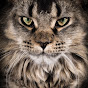 MetatronEyes Maine Coons logo