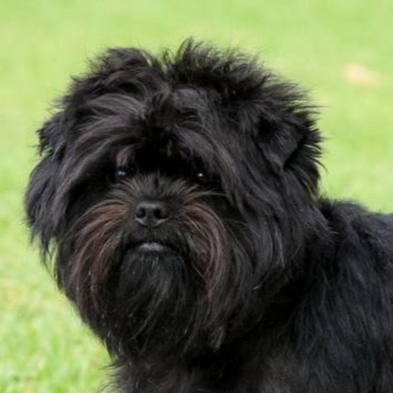 Affenpinscher