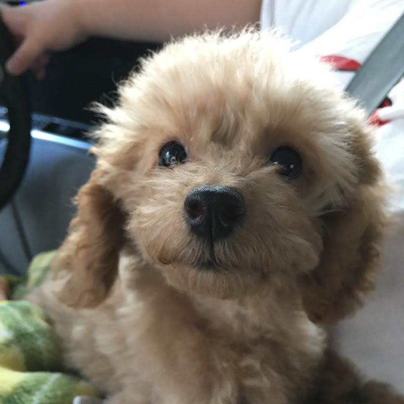 こっタソの自由気ままに【Kottaso Recipe】のサムネイル