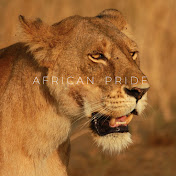 African Lion Pride
