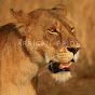 African Lion Pride
