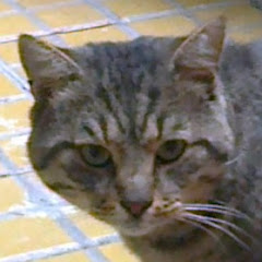 Mighty Wings