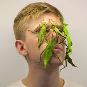 InsecthausTV (Insecthaus)