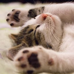 catworld