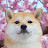 Mameshiba(Shiba inu) Suzu