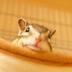 ChiroPoro Channel/リスべや。アイコン画像