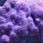 Reech the Reef logo