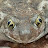 @aroyyotoad1345 Avatar