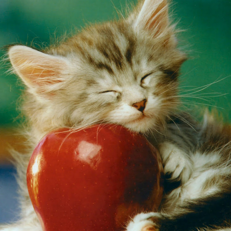 Apple-KoTiK