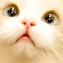 NyaCocoちゃんねる