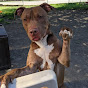 CACC Dogs