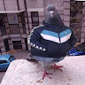 Автор