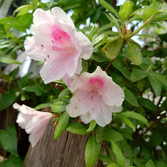 荒川浩二（もろきゅう）