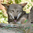 rX17DAGKCdM-channel-avatar-Thomas Kercheval