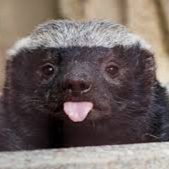 Honey Badger ベヤ