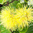 yellowohia