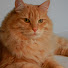 bcdew2_YcQ8-channel-avatar-Siberian Max