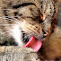 Qk3ooxHKL8w-channel-avatar-CatCloseUps