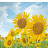 @user-sq5eu3pf6o