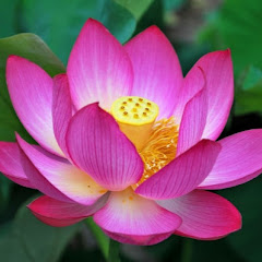 Toàn Miền Tây avatar
