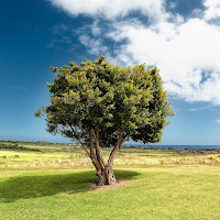 Profile Picture of Walid P.