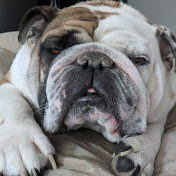 Bosco The Bulldog