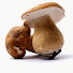 o7AN7j_STeE-channel-avatar-Wild Food in the UK Ltd
