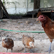 Natures Flocking Way Farm