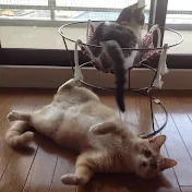 ♀猫こむぎ＆♂猫だいず