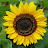 @sunflowerseeds8007