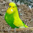 @budgiebreeding