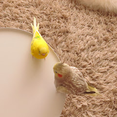 鳥と暮らすA