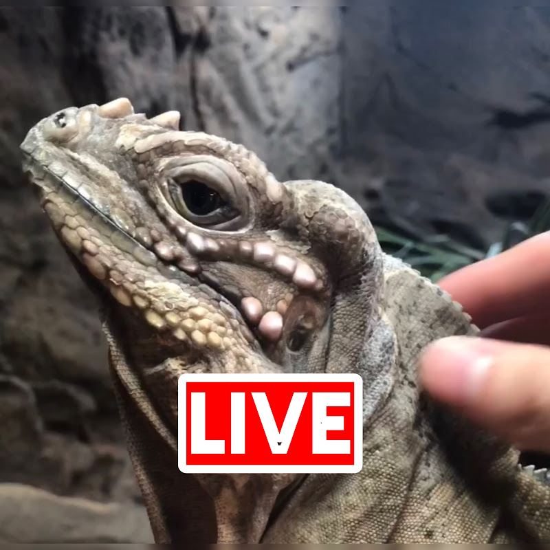 ReptileLiveCam