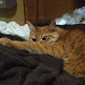 Автор