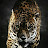 @chevyimpala_04 Avatar